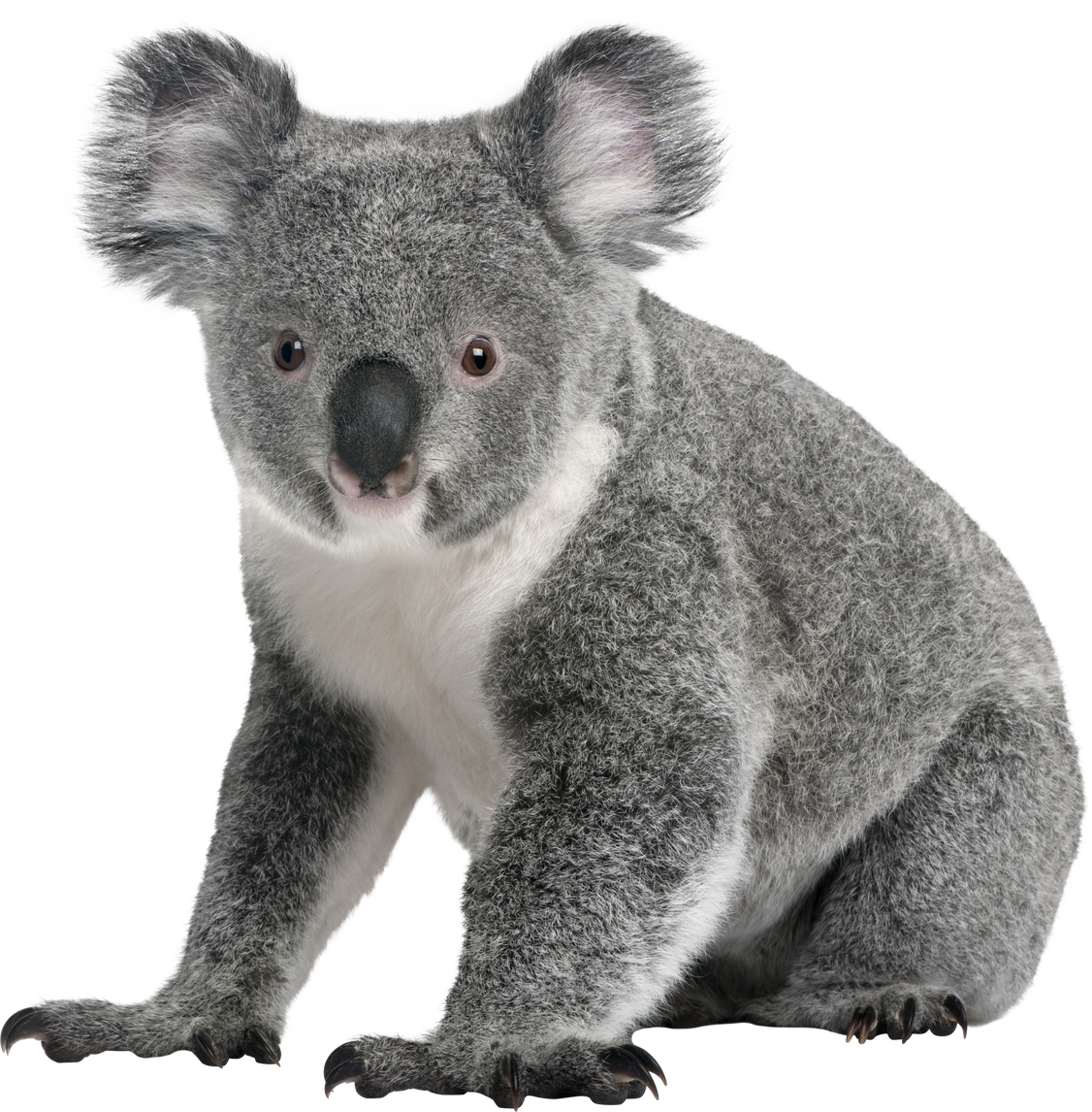Young Koala, Phascolarctos Cinereus, 14 Months Old