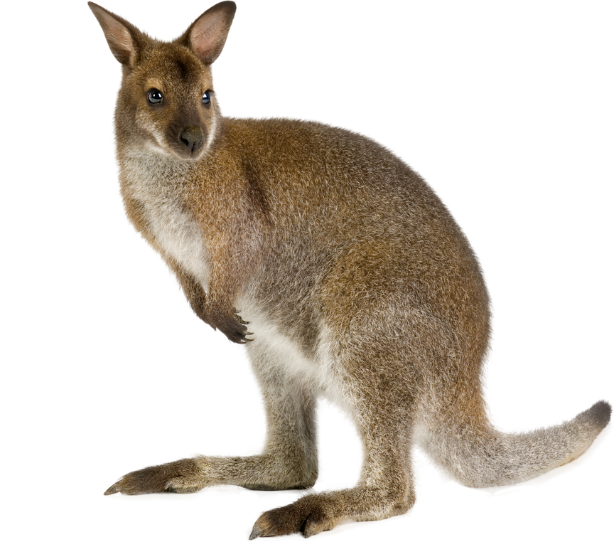 Wallaby